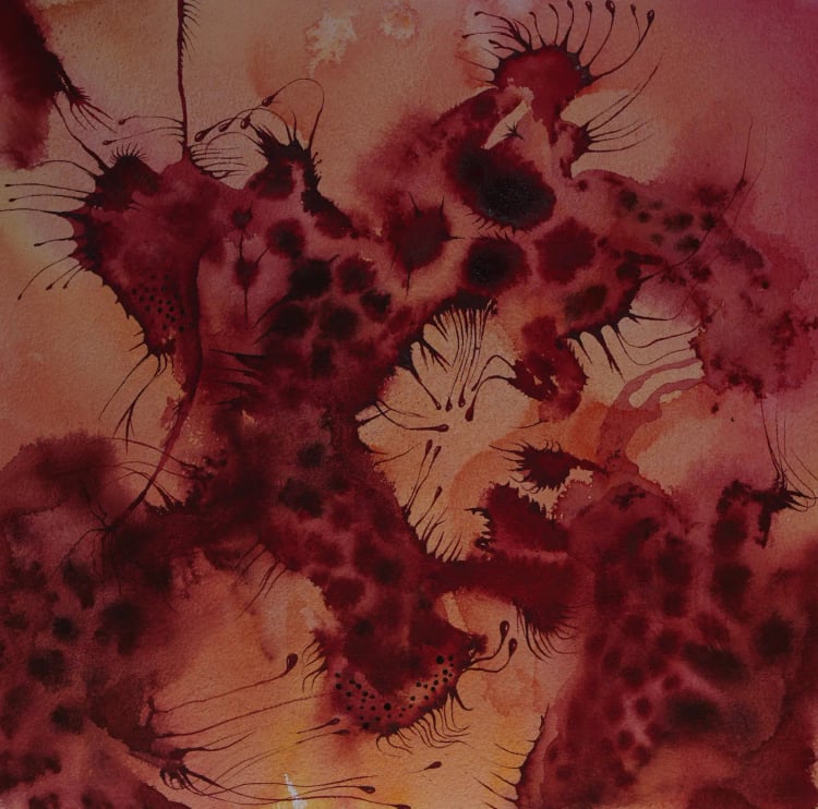 Trigona Series