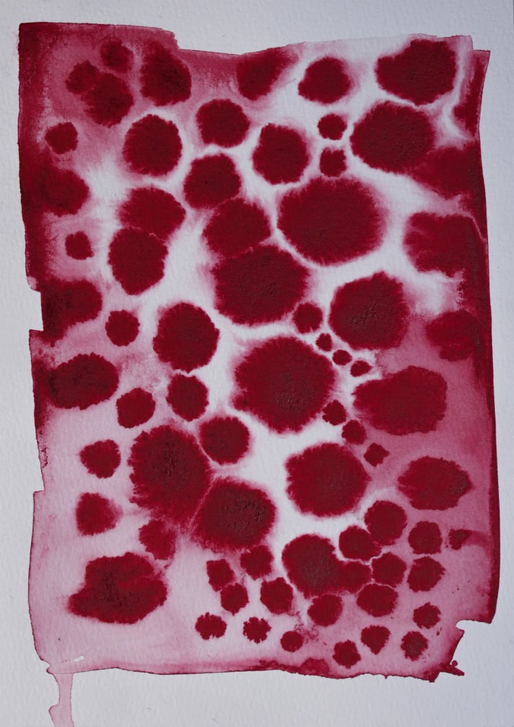 Trigona Series